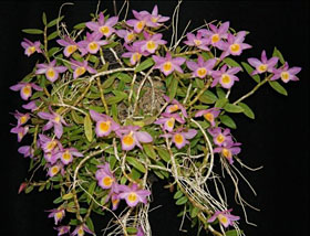 2009年4月例会入賞花画像