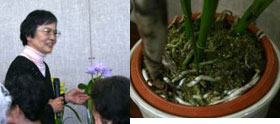 2010年9月例会入賞花画像