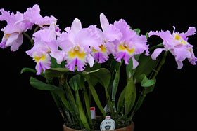 2011年4月例会入賞花画像