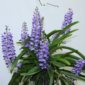 2025年9月例会入賞花画像