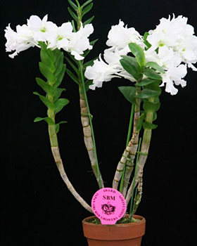 2011年8月例会入賞花画像